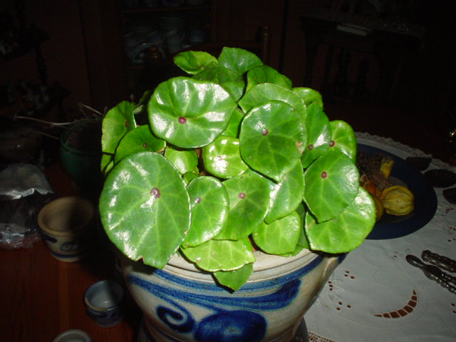 B. conchifolia var. rubrimacula
